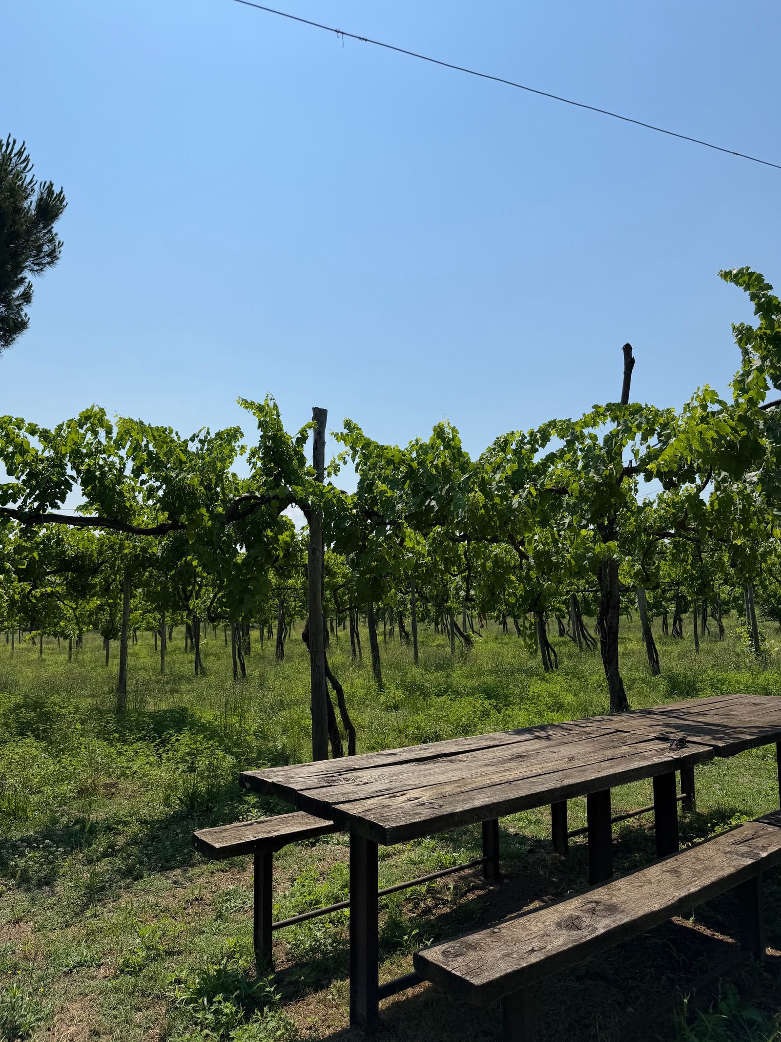 Feudi di San Gregorio costruisce il futuro partendo dalla memoria La cantina che trasforma l'Irpinia in eredità viva, tra vigne, architettura e arte | Image 619592