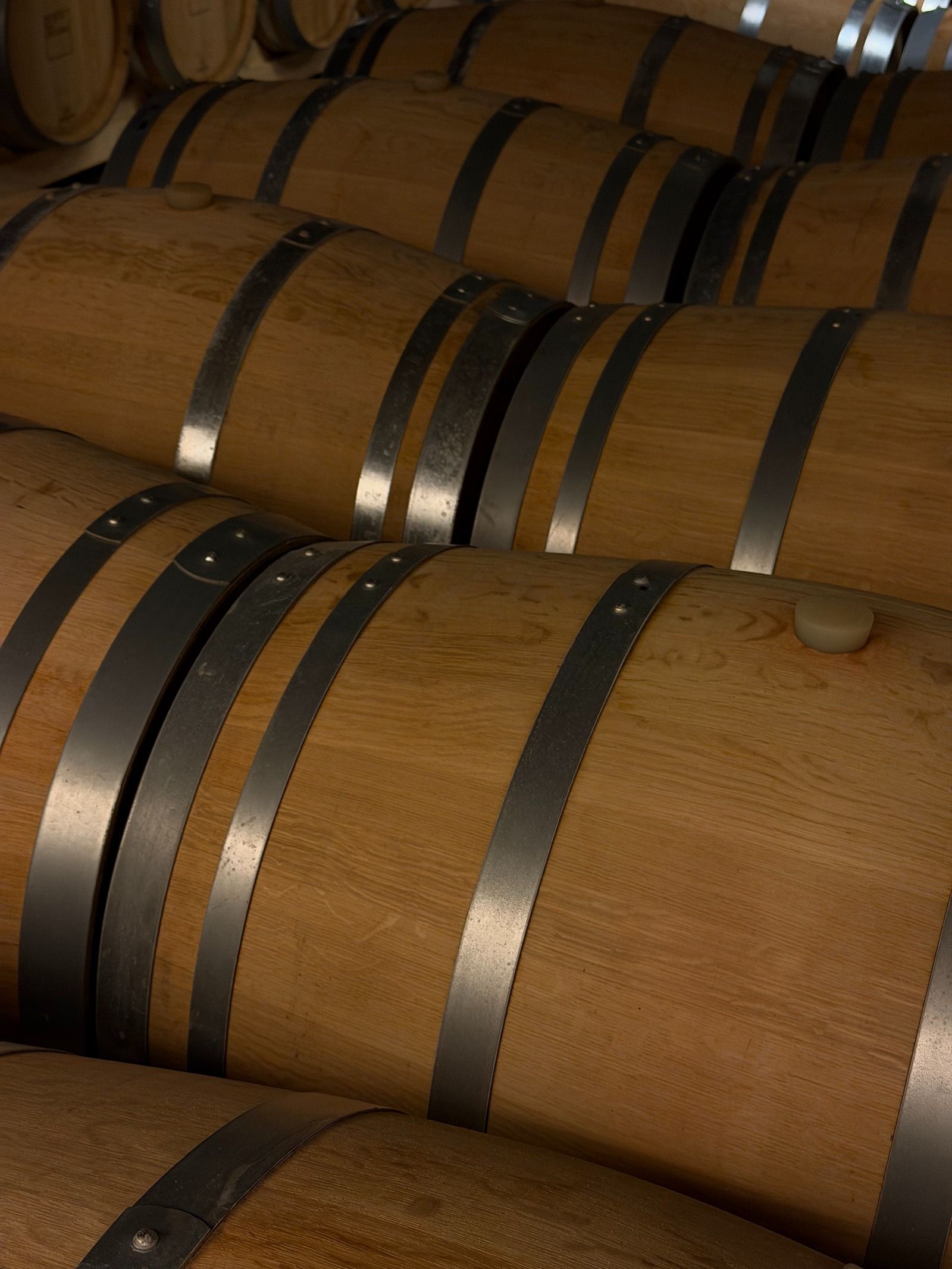 Feudi di San Gregorio costruisce il futuro partendo dalla memoria La cantina che trasforma l'Irpinia in eredità viva, tra vigne, architettura e arte | Image 619584