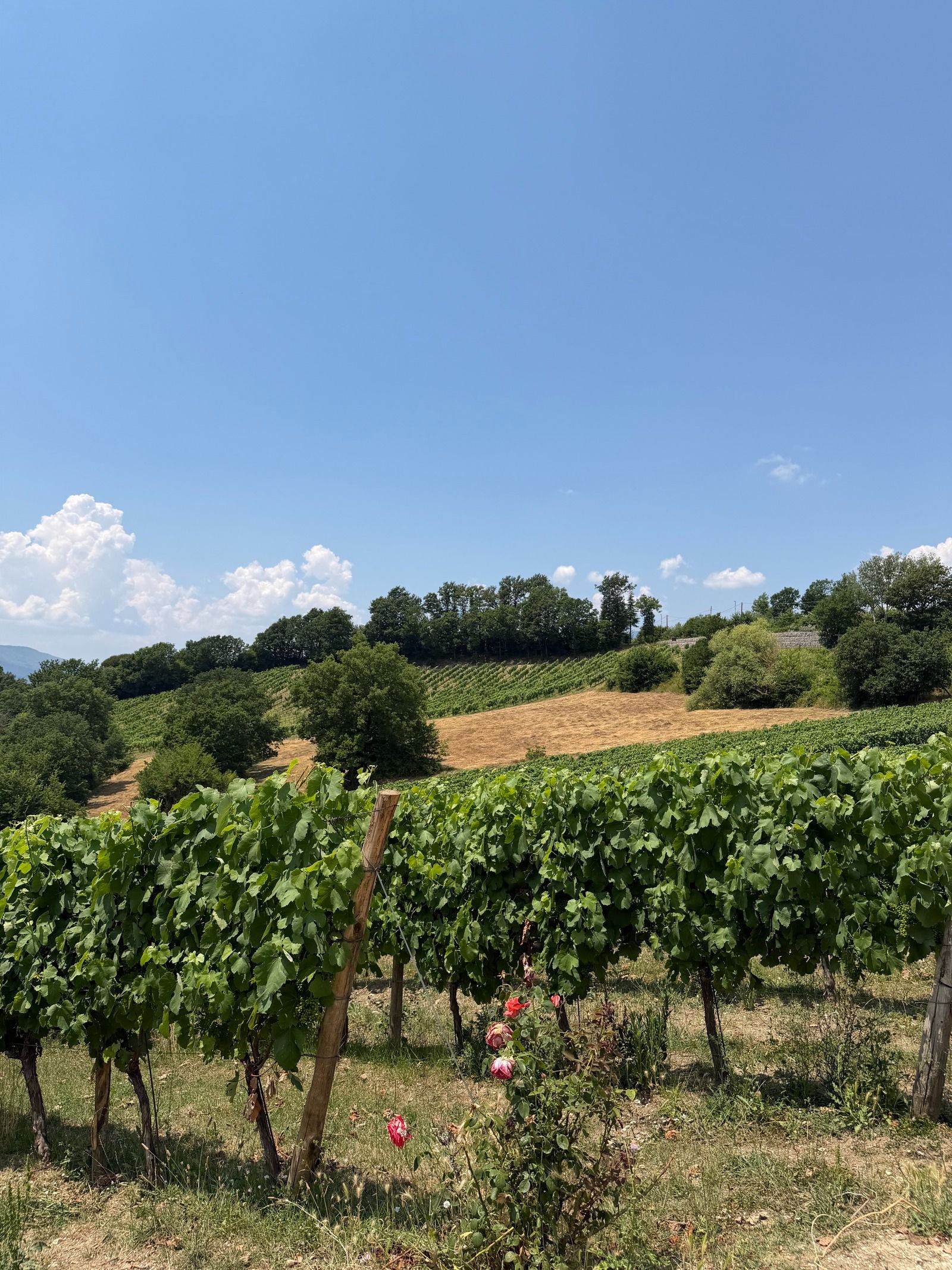 Feudi di San Gregorio costruisce il futuro partendo dalla memoria La cantina che trasforma l'Irpinia in eredità viva, tra vigne, architettura e arte | Image 619582