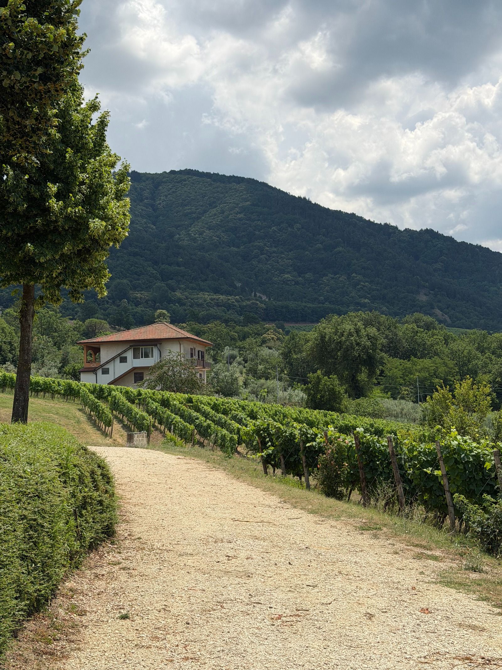 Feudi di San Gregorio costruisce il futuro partendo dalla memoria La cantina che trasforma l'Irpinia in eredità viva, tra vigne, architettura e arte | Image 619581