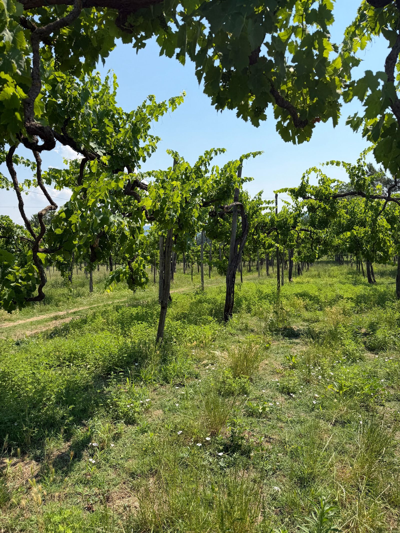 Feudi di San Gregorio costruisce il futuro partendo dalla memoria La cantina che trasforma l'Irpinia in eredità viva, tra vigne, architettura e arte | Image 619575