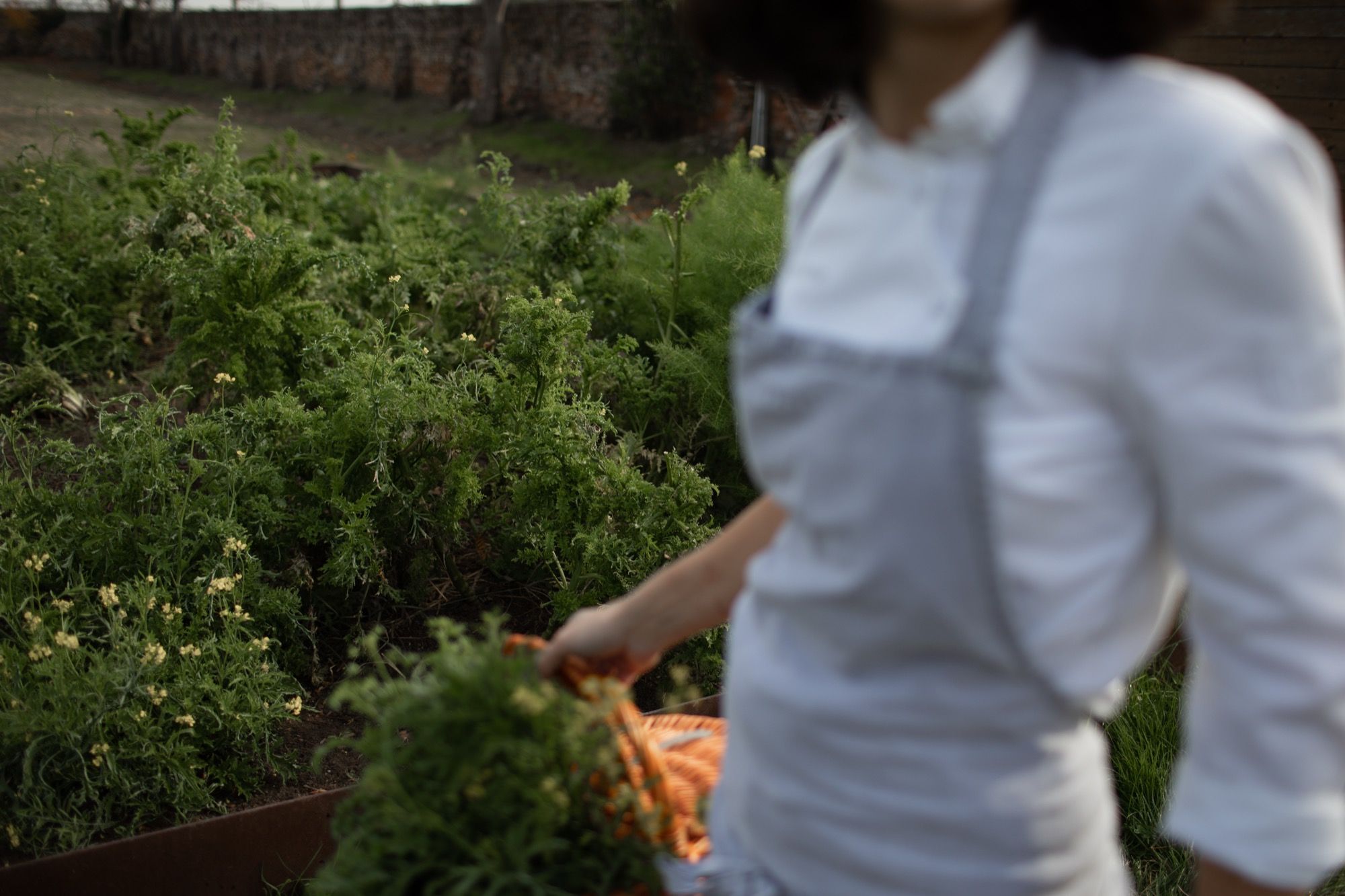«Fare alta cucina oggi significa avere una responsabilità», intervista a Chiara Pavan La chef che al Festival della Mente racconta come cambiamento climatico e biodiversità stanno trasformando l’alta cucina | Image 620071